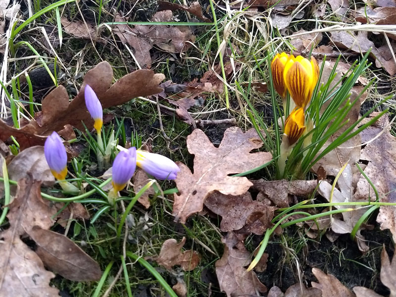 krokussen vlindertuin 2024-01-30