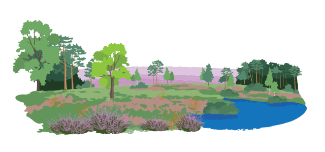Natuurlandschap met bomen, paarse heide, grasgebied en een kleine blauwe waterplas.