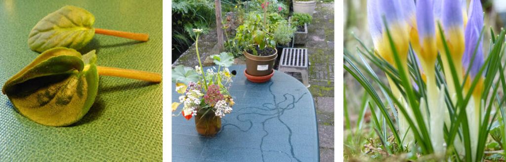 natuurweetjes collage 240304