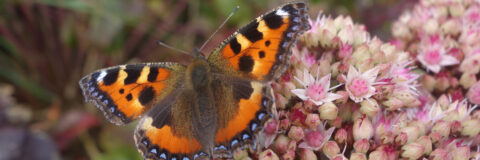 kleine vos op sedum kop 3op1