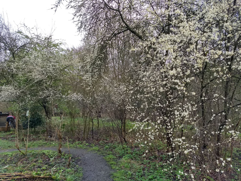 vlindertuin waalre sleedoorn 240312 4op3