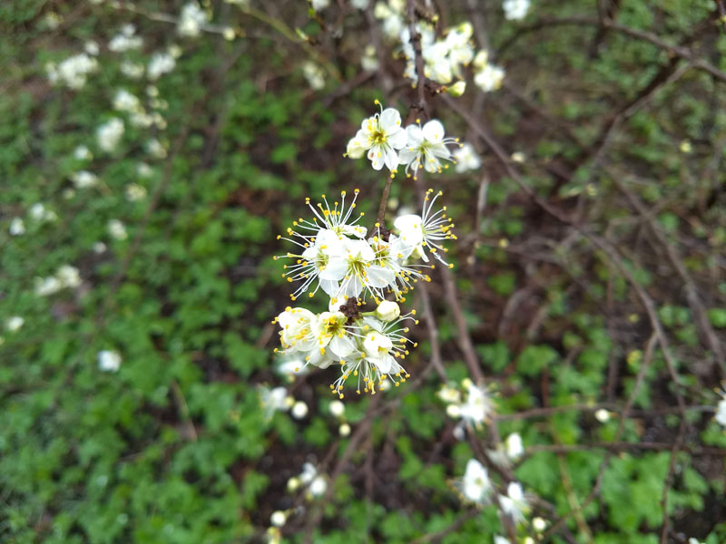 vlindertuin waalre sleedoorn closeup 240312 4op3