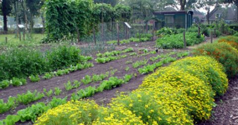 VELT-tuin Valkenswaard