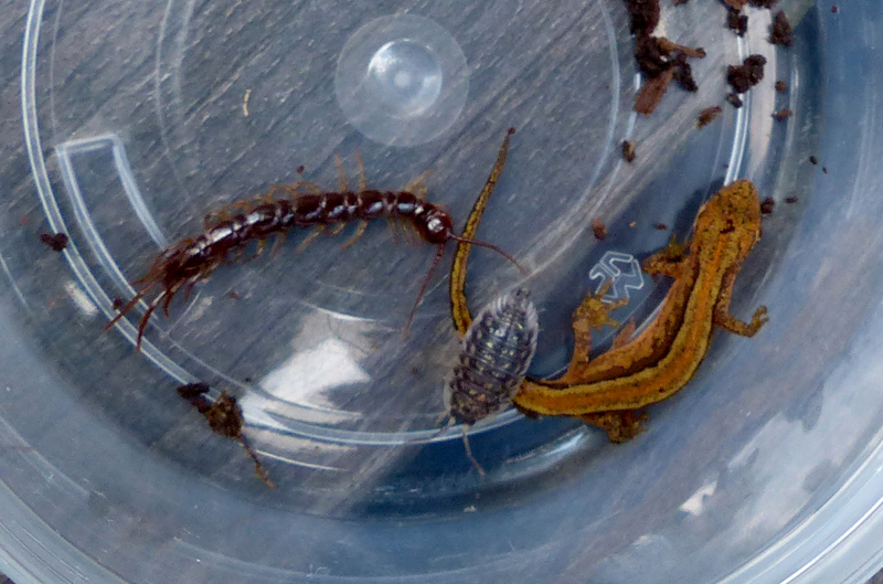 diertjes uit de vlindertuin 13-06-2024