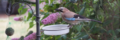 250122 groen cafe vogels gaai kop 3op1