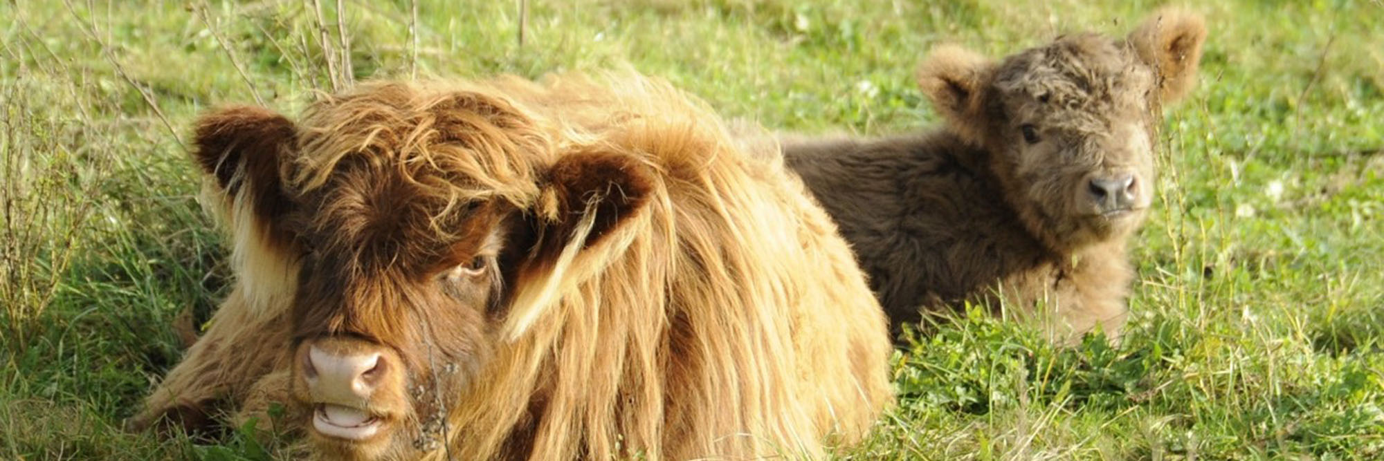 schotse hooglanders in de meeris kop 3op1