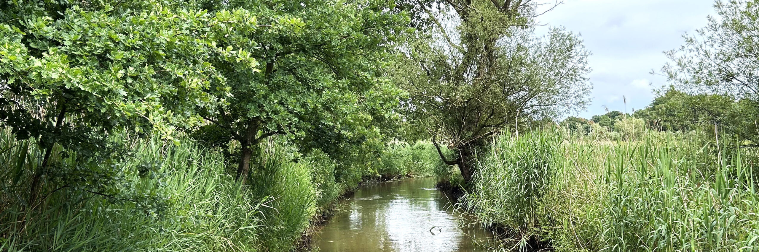 Dommeldal bij Dommelen kop 3op1