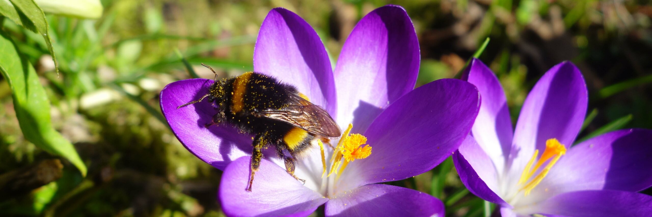 hommel op krokus kop 3op1