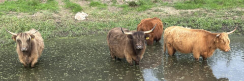 IVN Valkenswaard Waalre Schotse Hooglanders kop 3op1