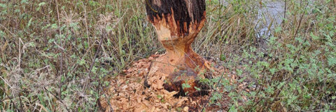 aangeknaagde knotwilg kop 3op1