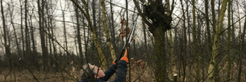 jivn wilgen knotten 250223 kop 3op1