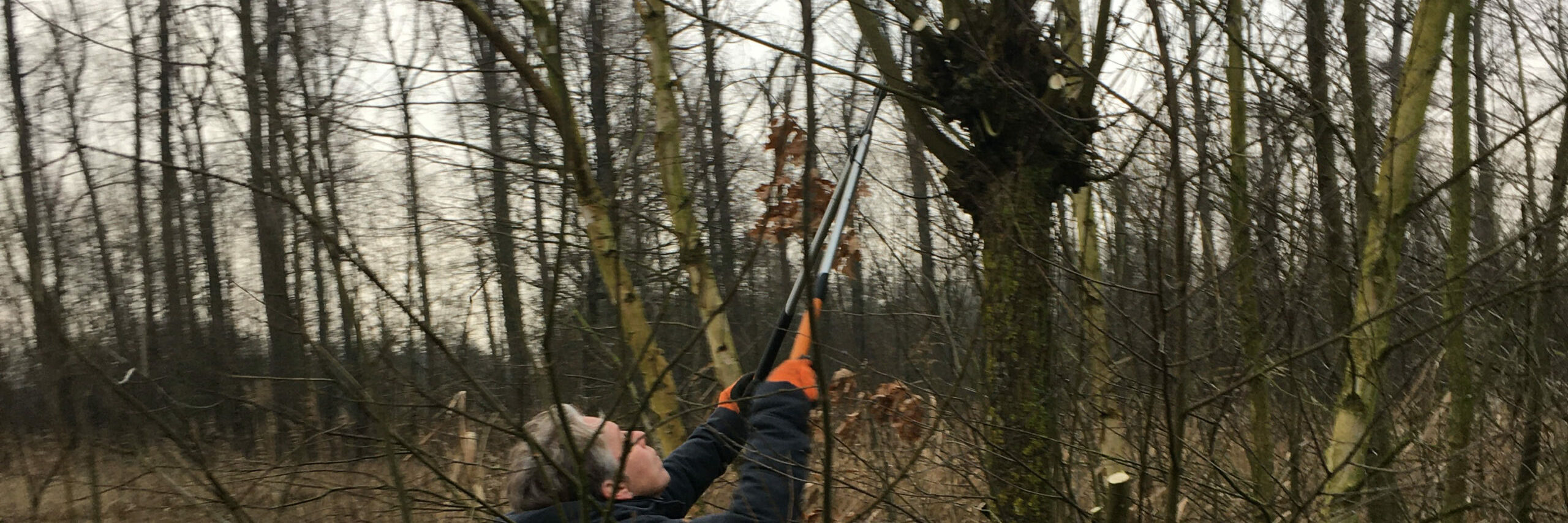 jivn wilgen knotten 250223 kop 3op1