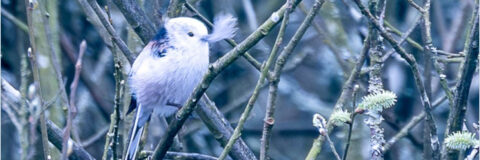 witkoppige staartmees kop 3op1