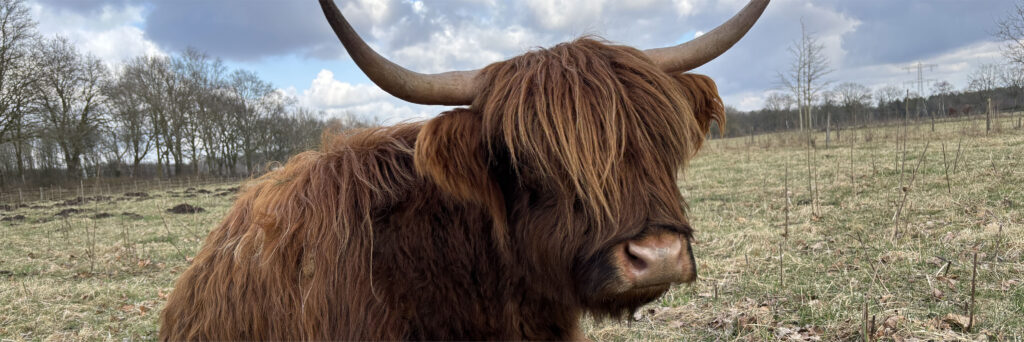 schotse hooglander kop 3op1