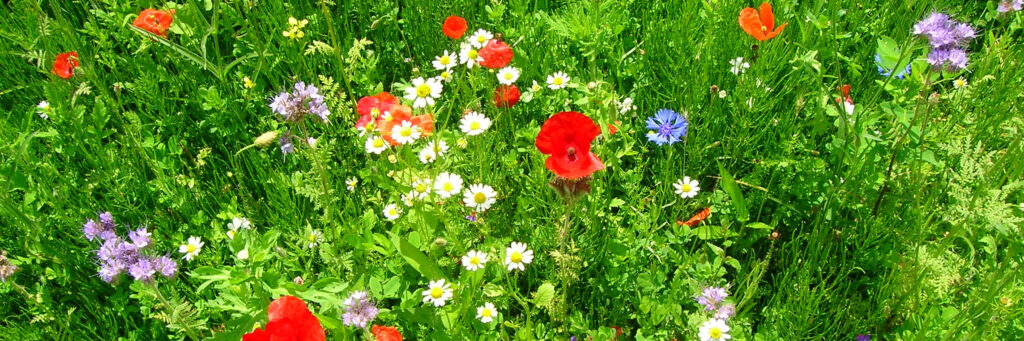 biodiversiteit kop 3op1