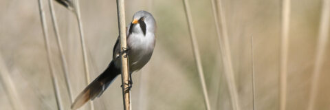 baardman m marker wadden 250511