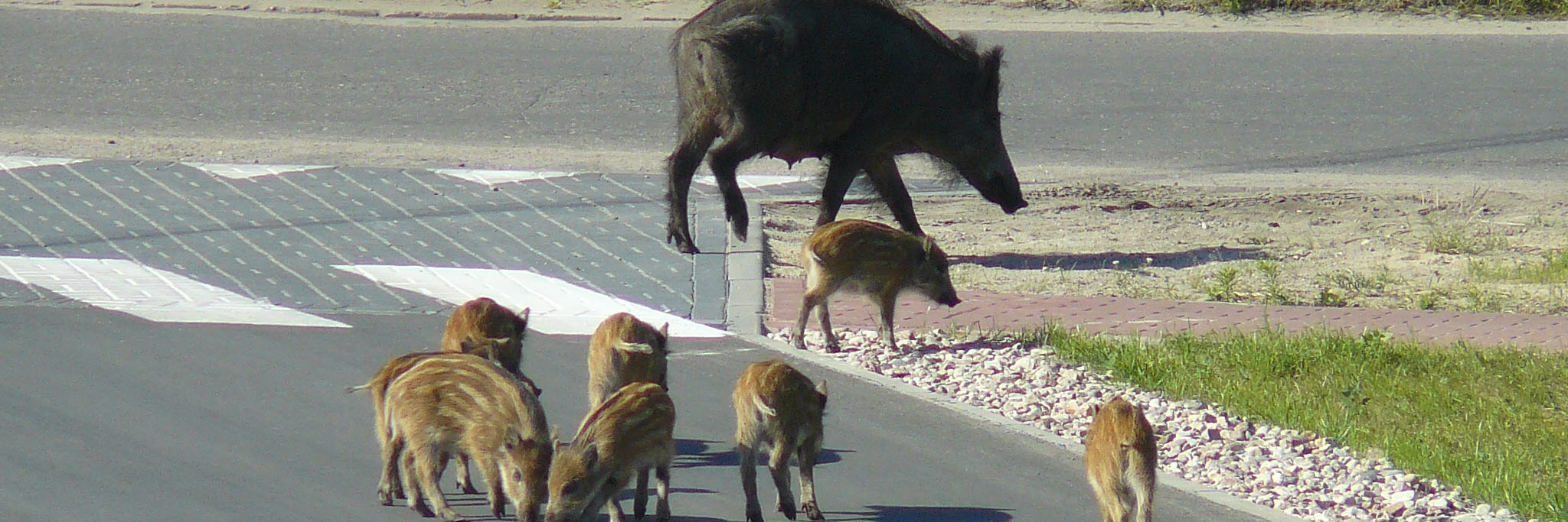 Wilde zwijnen steken een weg over, een volwassen dier en zeven jongen.