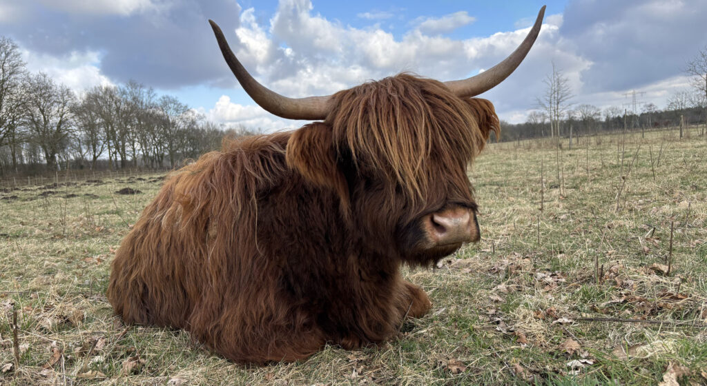 schotse hooglander kop