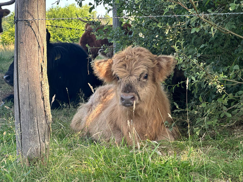 ivn trailrun 250629 hooglandertje