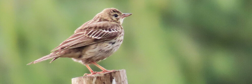 vogels boompieper 250608 kop 3op1