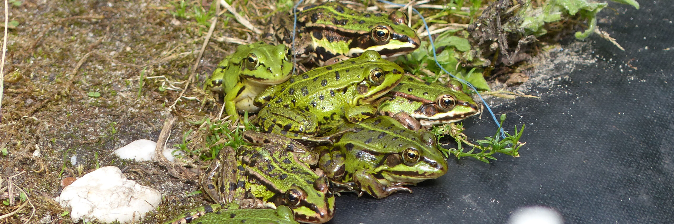 vlindertuin waalre bezkoek uit limburg 250603
