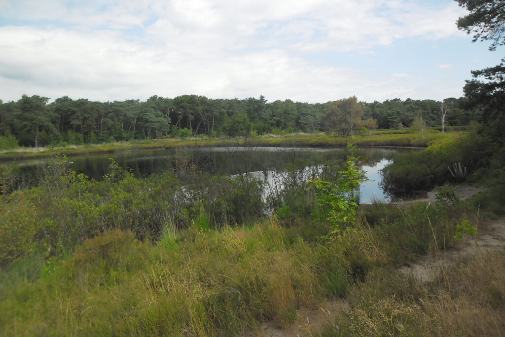 ommetje hoef brugven kop