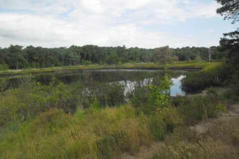 ommetje hoef brugven kop