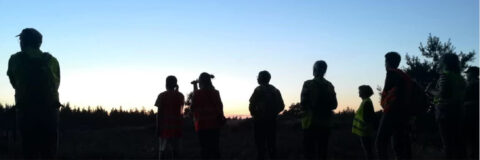 nachtzwaluwwandeling 250704 kop 3op1