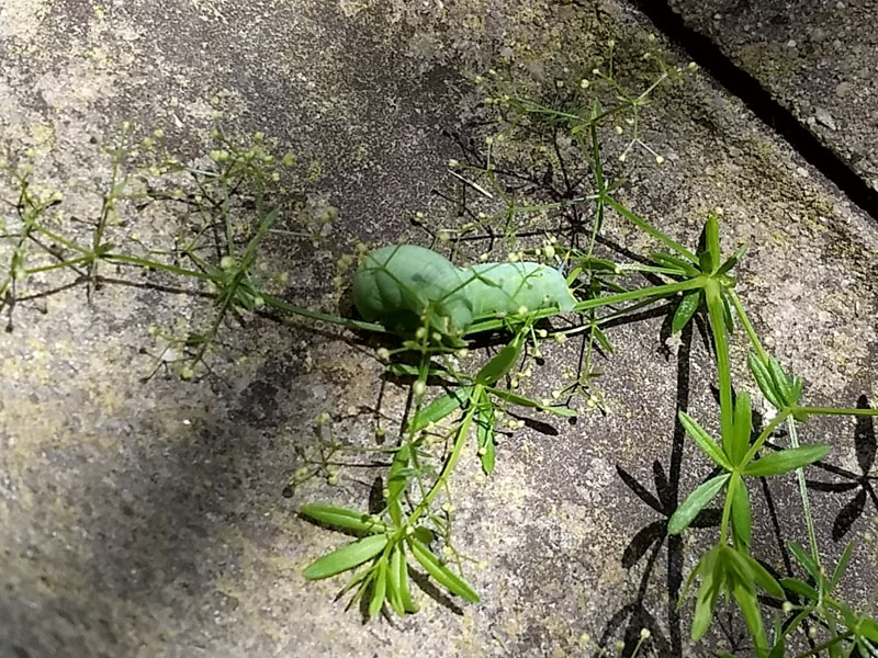 rups kolibrievlinder vlindertuin waalre 250709