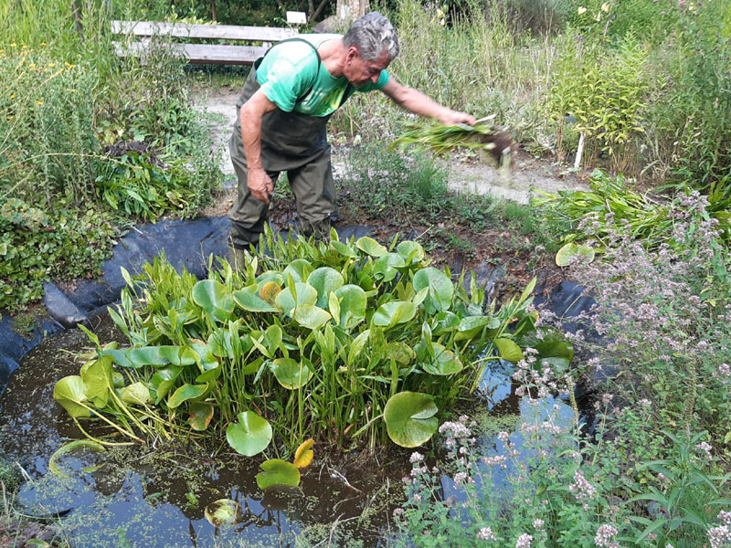 vijver wieden vlindertuin 250715