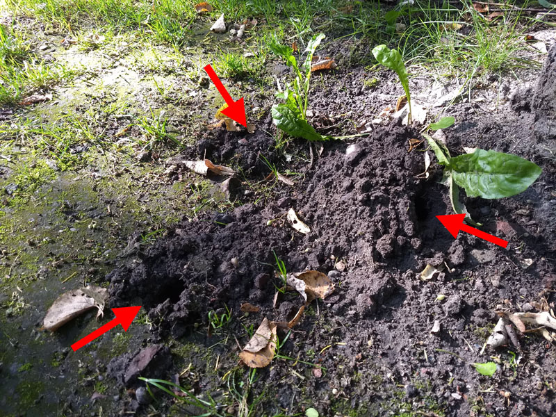 muizenhol vlindertuin waalre 250805