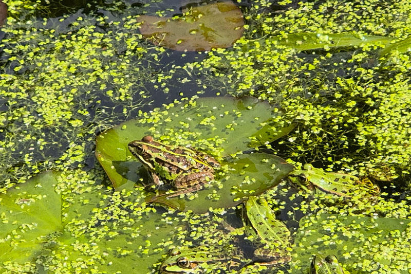 kikkers vlindertuin waalre 250806
