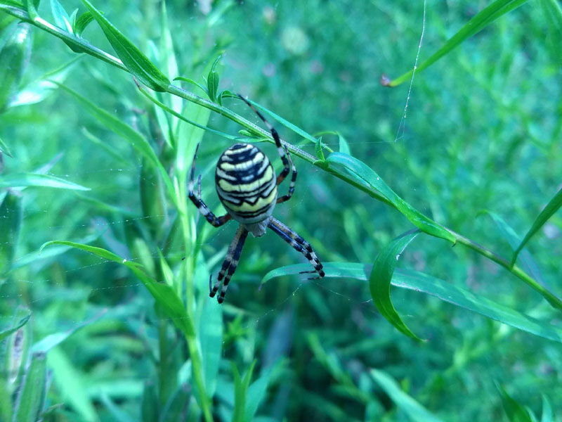 tijgerspin vlindertuin waalre 250806