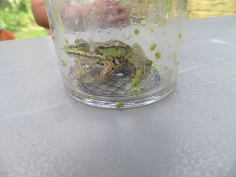 kikker in loeppot vlindertuin waalre 250810