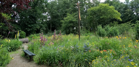 Vlinder-insectentuin riethoven2 kop 3op1