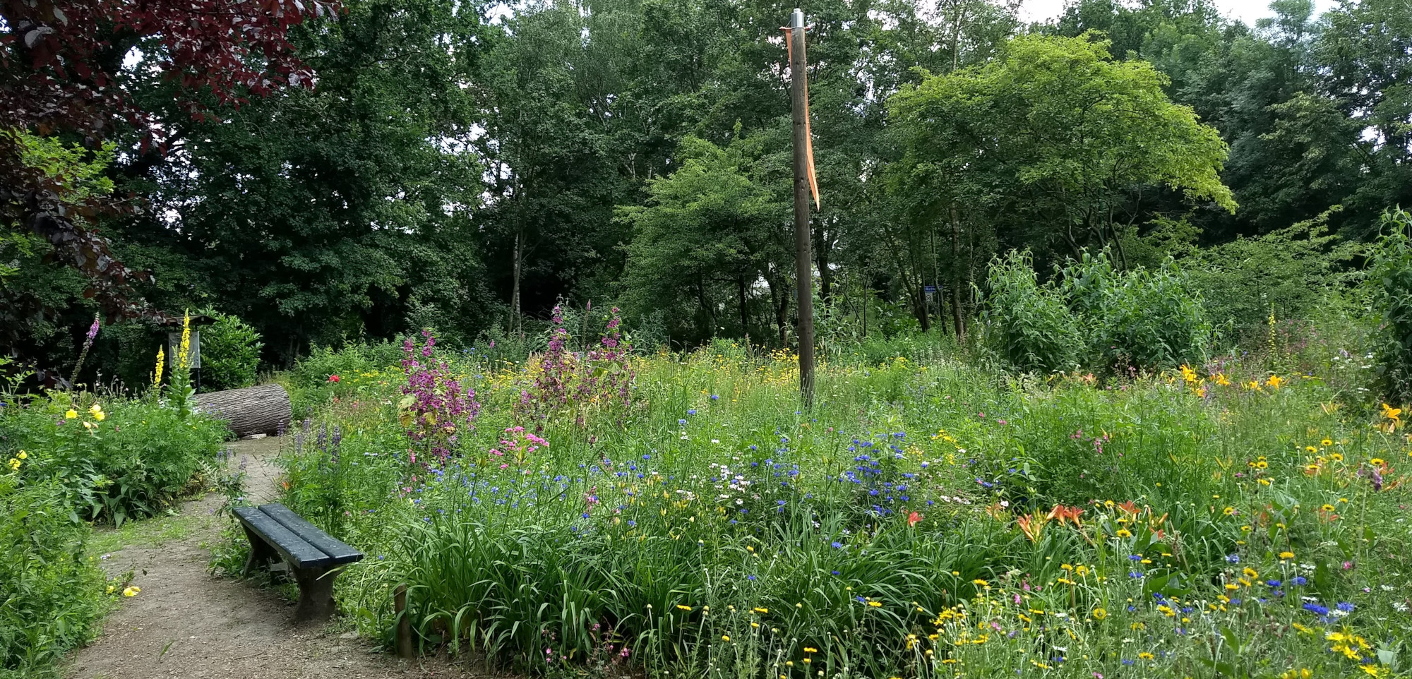 Vlinder-insectentuin riethoven2 kop 3op1