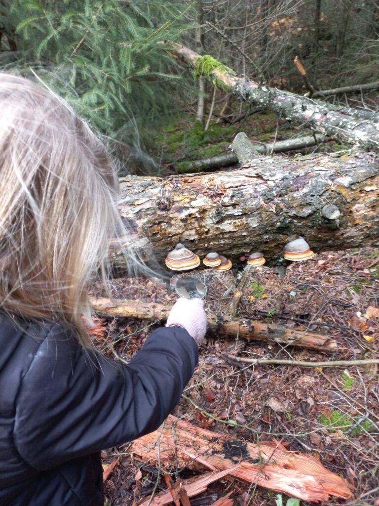 paddenstoelentocht 251026 1