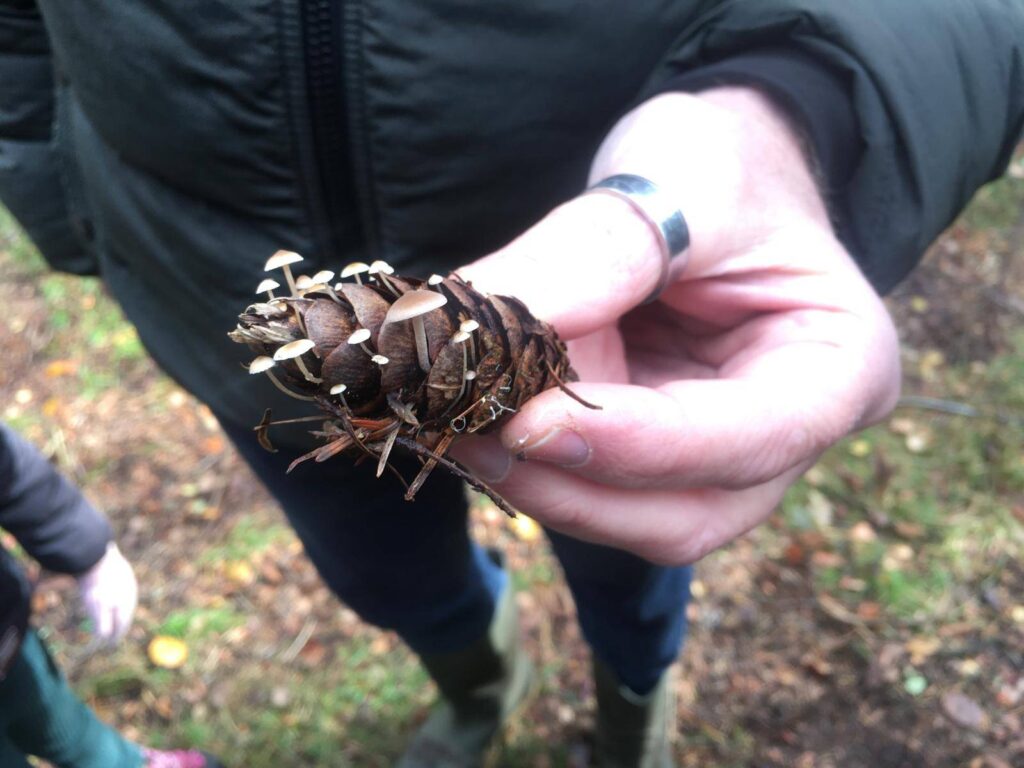 paddenstoelentocht 251026 3