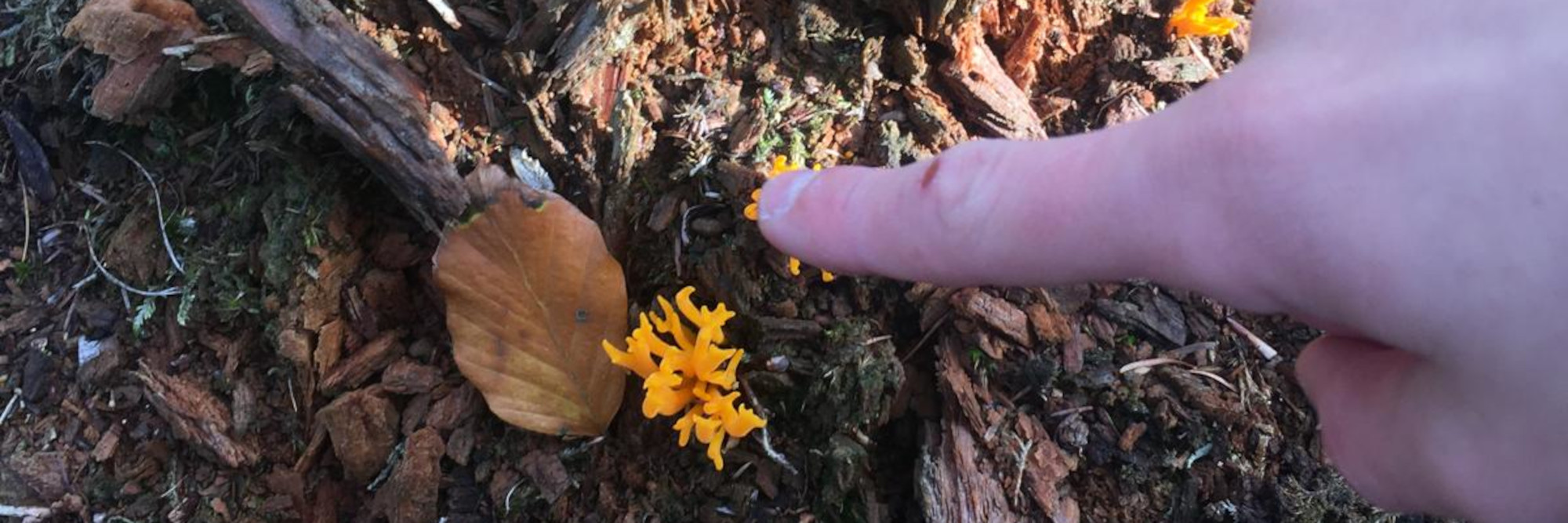 paddenstoelentocht 251026 kop 3op1