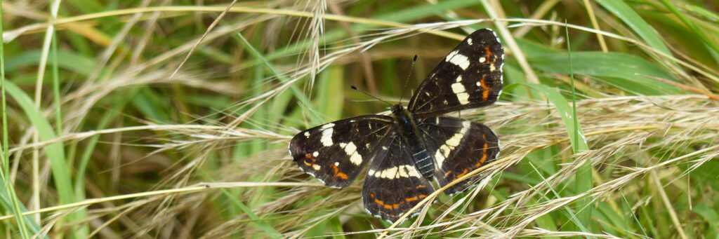landkaartje in vlindertuin waalre kop 3op1