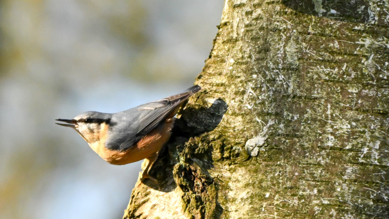 vogels boomklever 800br