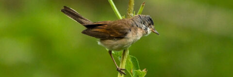 vogels grasmus kop 3op1