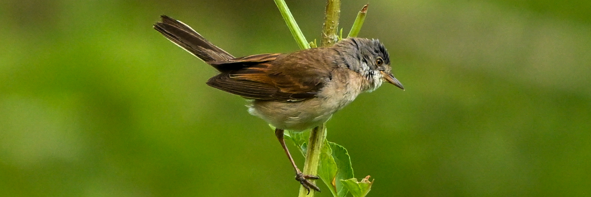 vogels grasmus kop 3op1