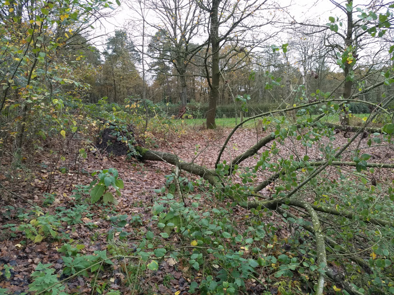 vlindertuin omgewaaide boom 251119