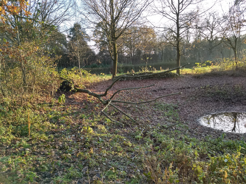vlindertuin waalre gestripre boom 251126
