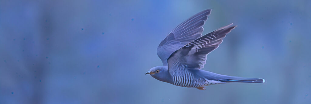 vogels koekoek foto MJ vd Braak kop 3op1