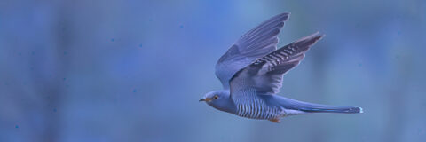 Een vogel met gestreepte borst vliegt door een blauwe lucht, vleugels wijd gespreid.