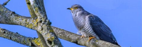 Grijze vogel op een boomtak tegen een heldere blauwe lucht.