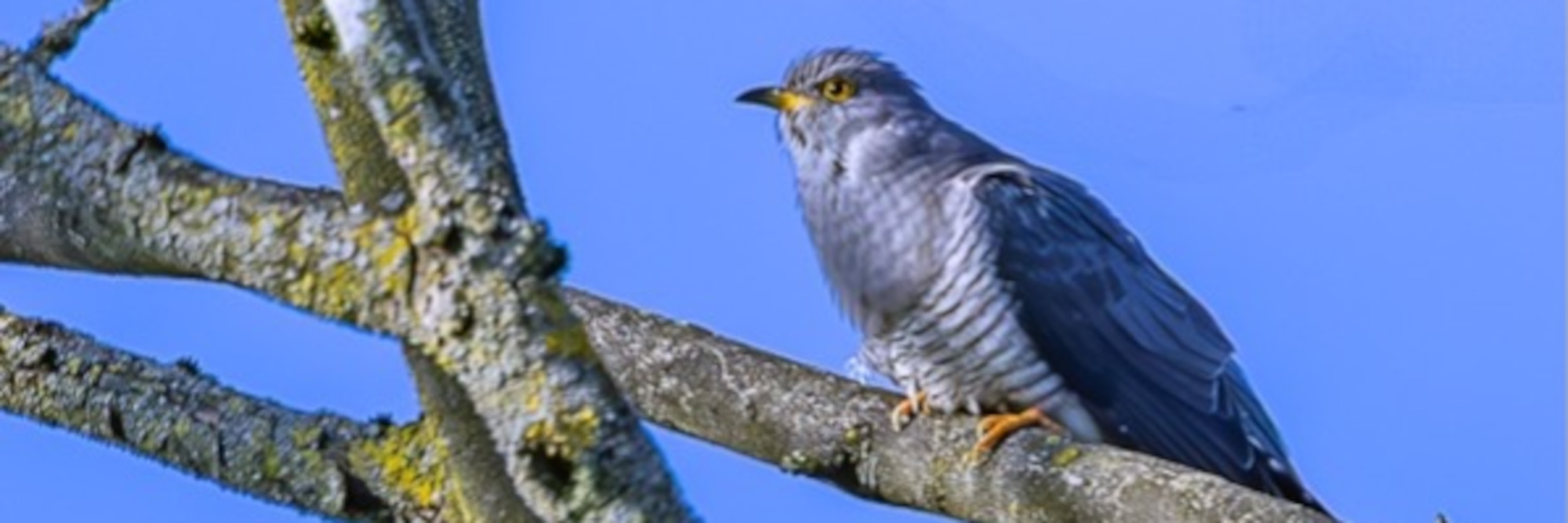 Grijze vogel op een boomtak tegen een heldere blauwe lucht.