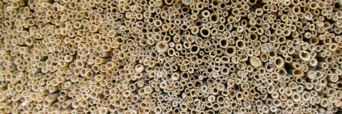 IVN Valkenswaard Waalre insectenhotel rietstengels kop 3op1